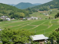 能勢長谷の棚田