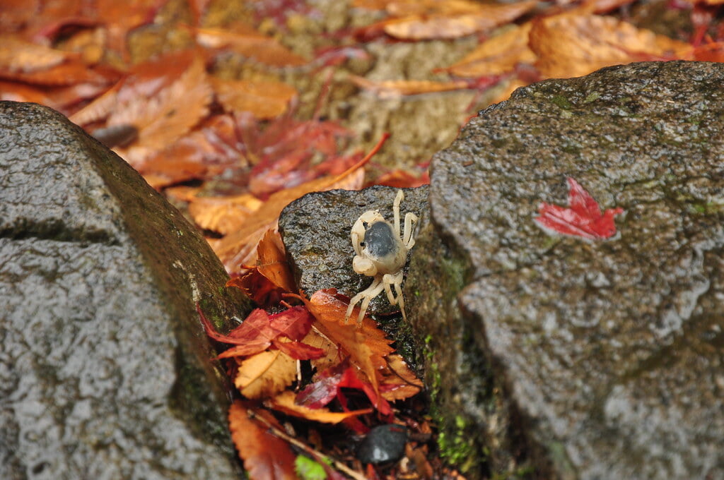 熱海梅園の写真2