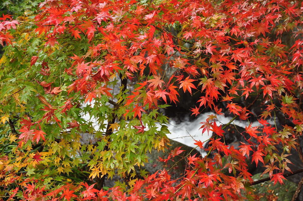 熱海梅園の写真1