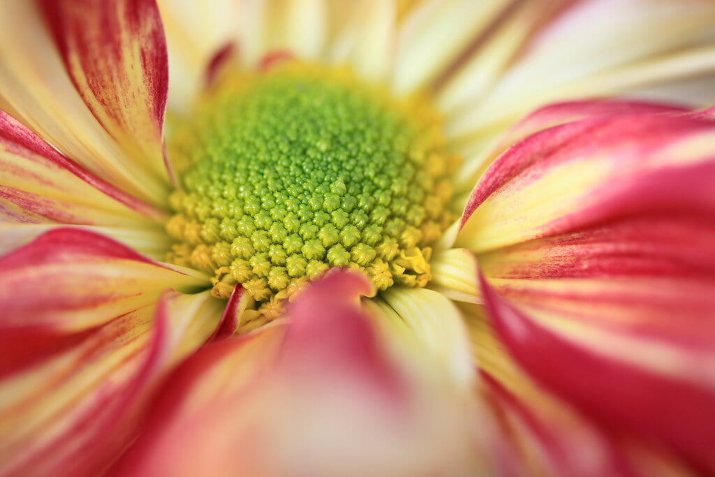 鹿沼市花木センターの写真3