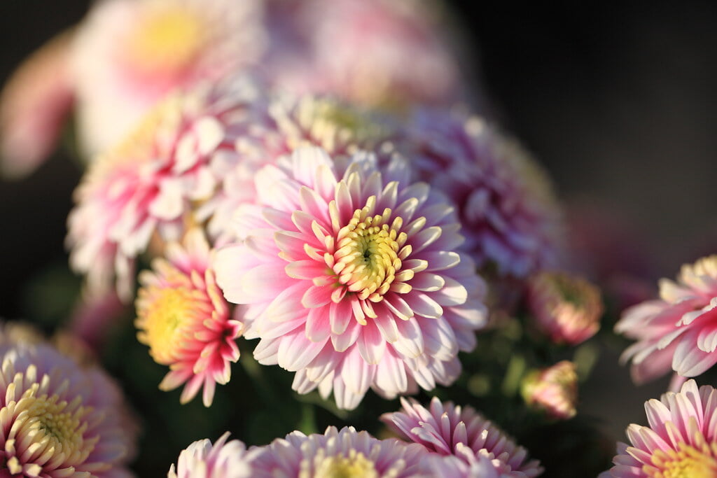 鹿沼市花木センターの写真4