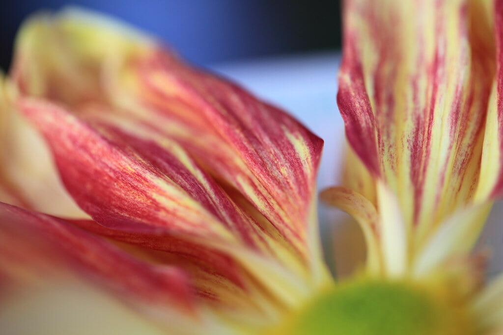 鹿沼市花木センターの写真5