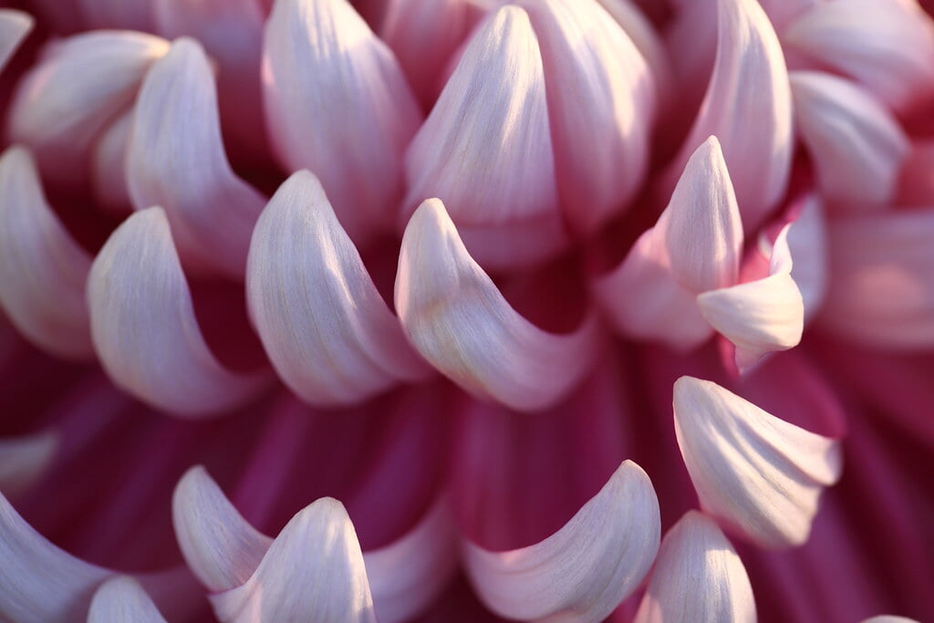 鹿沼市花木センターの写真6