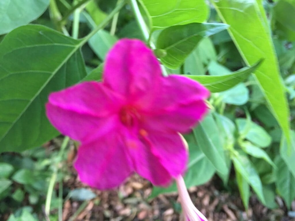 小山台遺跡公園の写真4