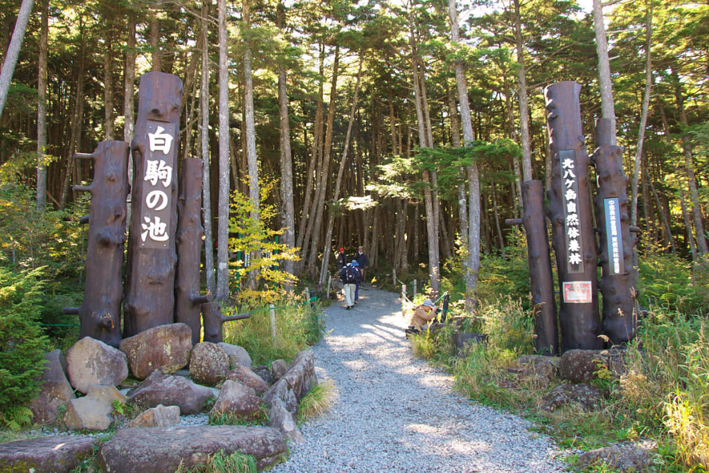 白駒の池の写真2