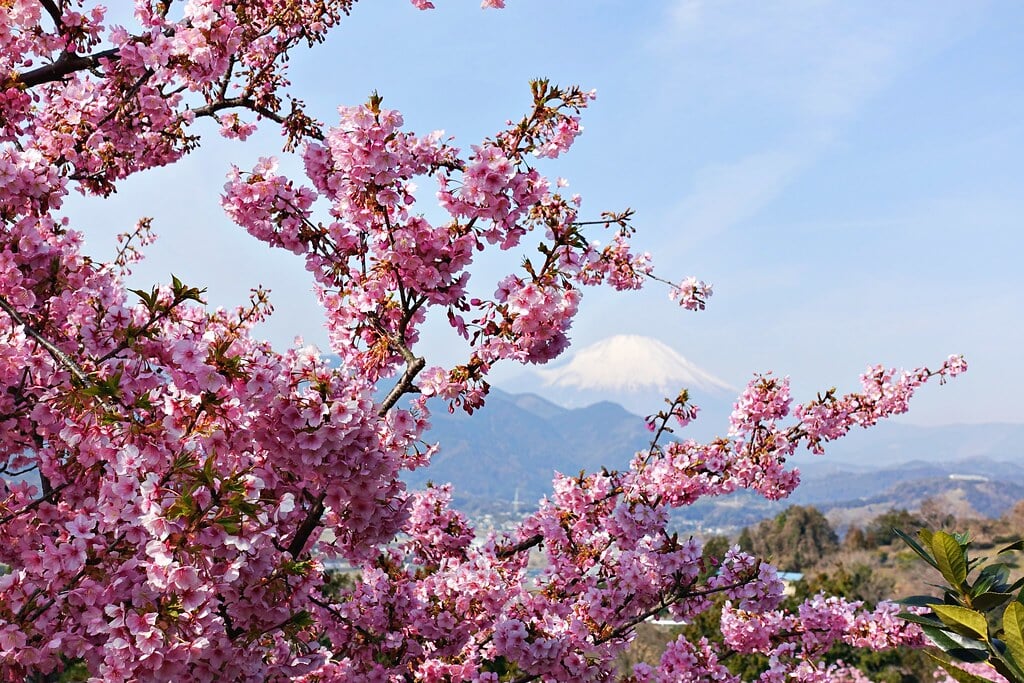 西平畑公園の写真3