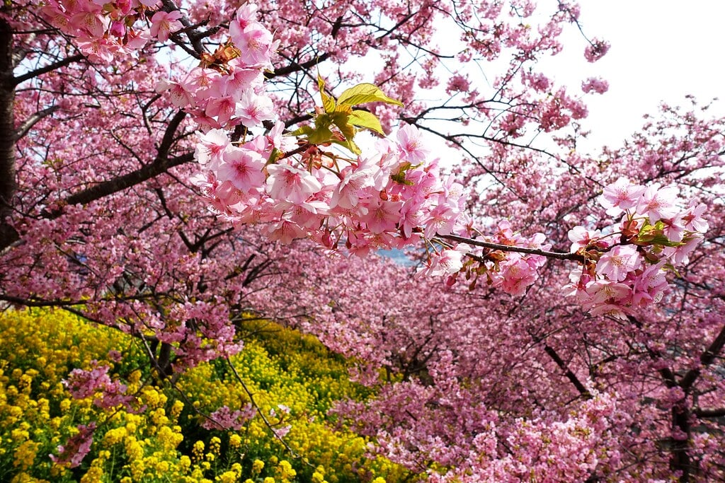 西平畑公園の写真5