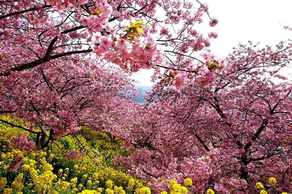 西平畑公園の写真6