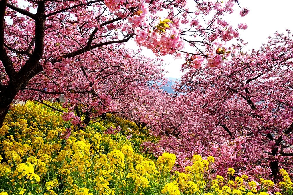 西平畑公園の写真7