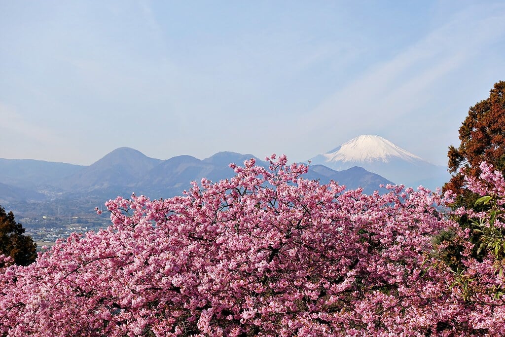 西平畑公園の写真10