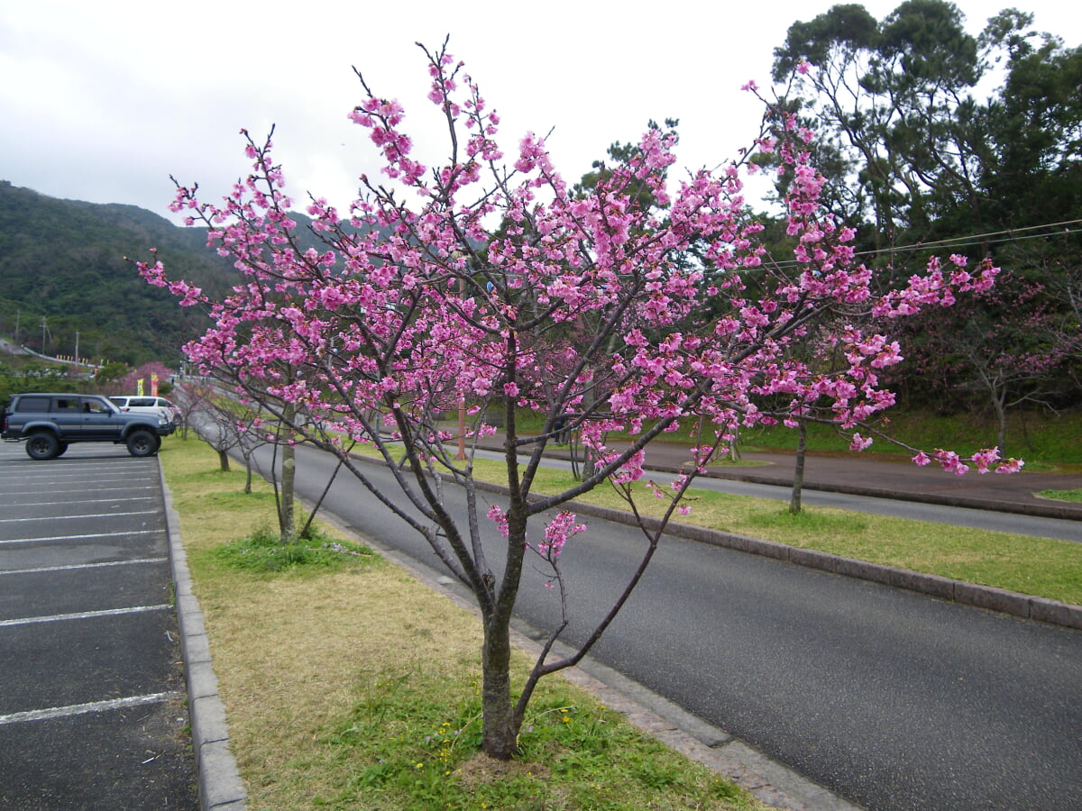 八重岳桜の森公園の写真1