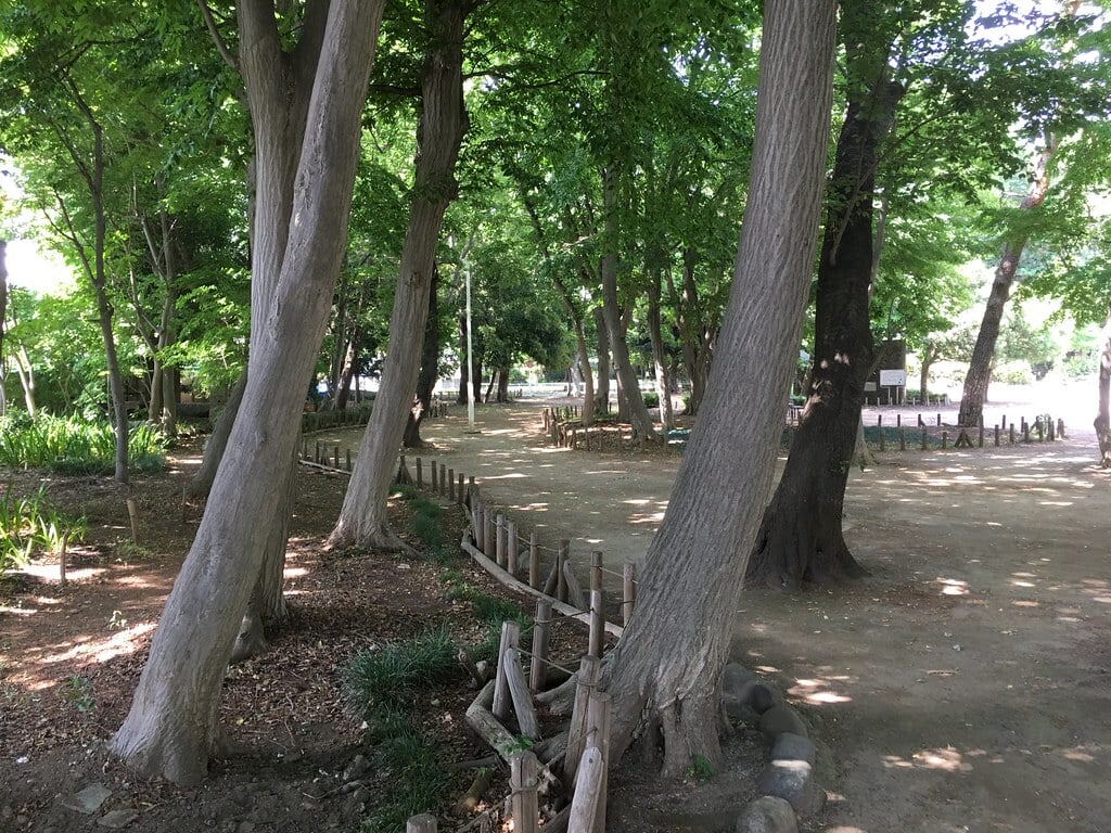 大泉公園の写真6