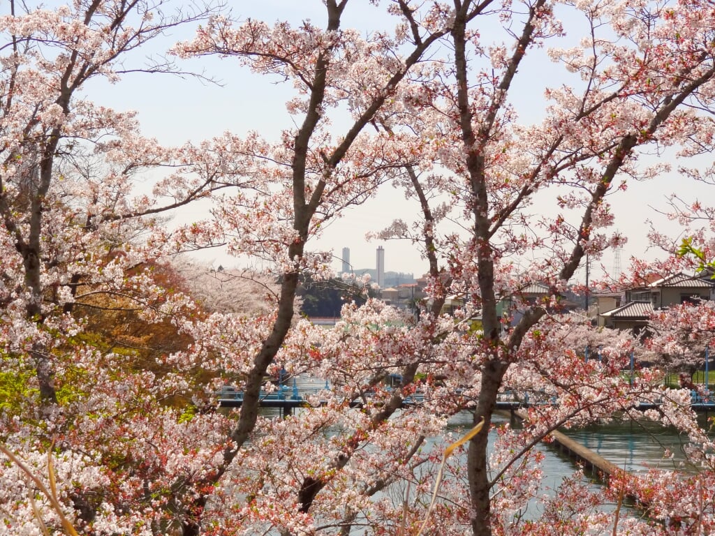 水源公園の写真2