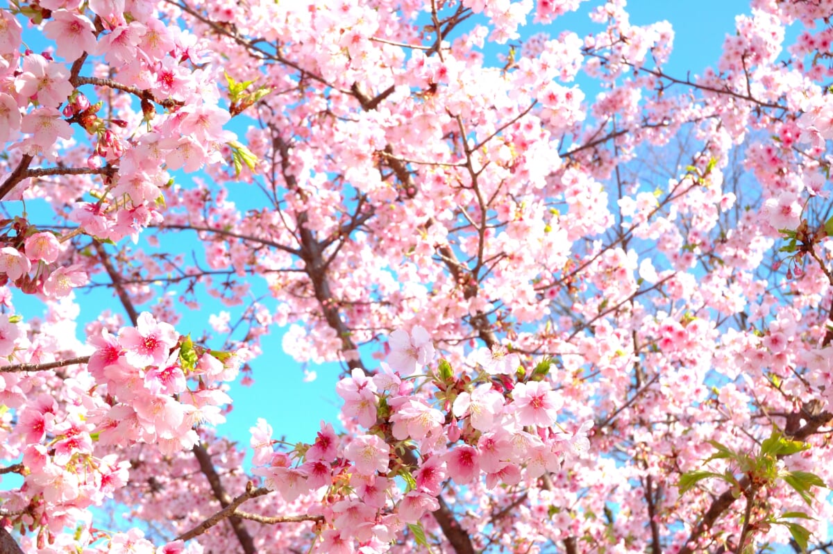 駿府城公園の写真3