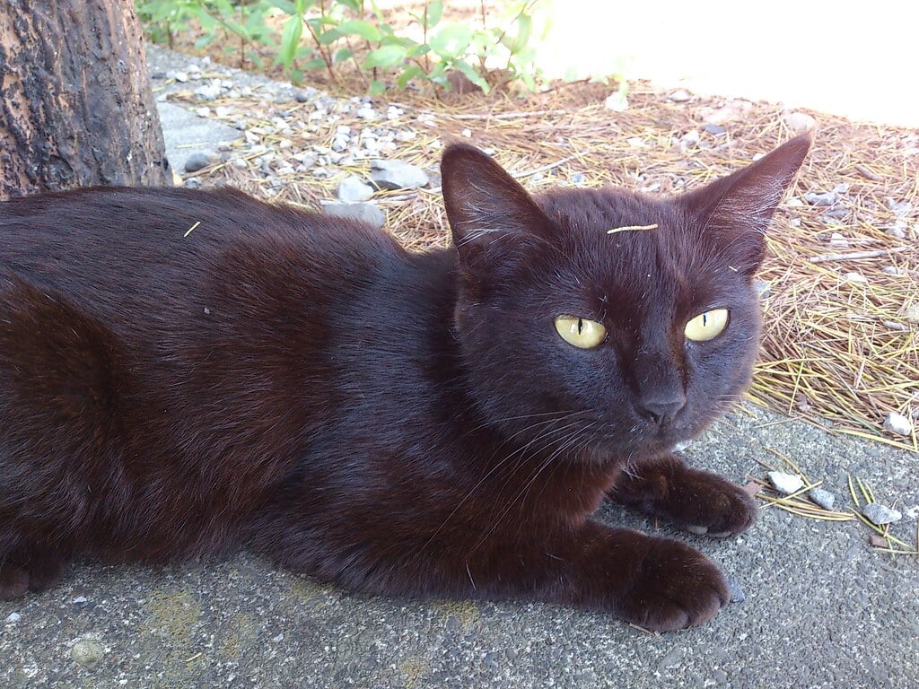 足利公園の写真2