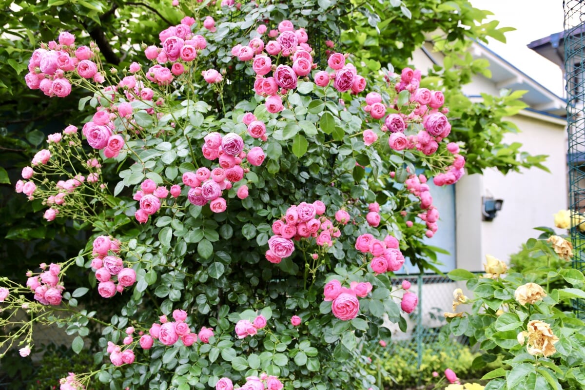 青和ばら公園の写真2