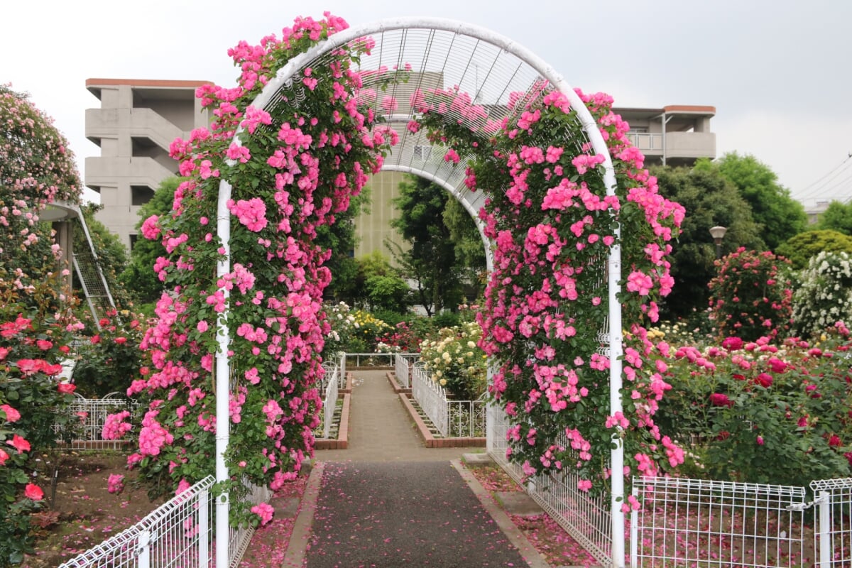 青和ばら公園の写真3