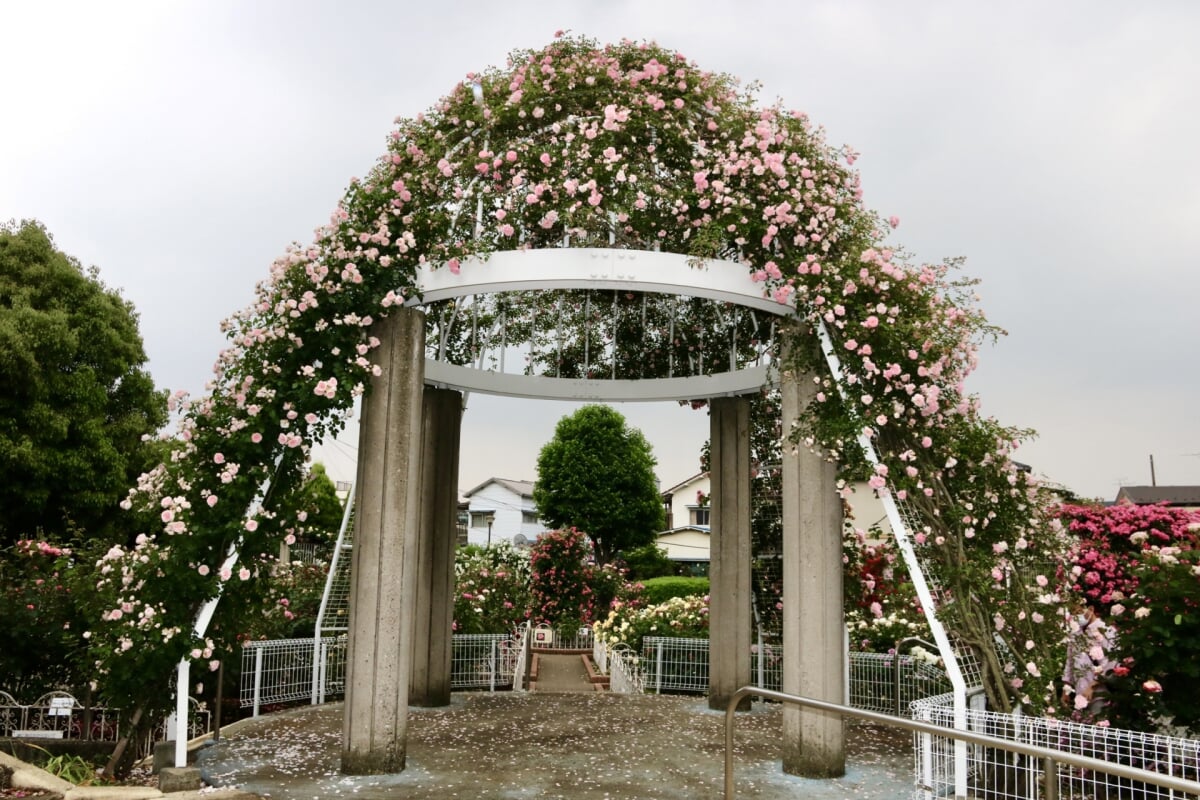 青和ばら公園の写真1