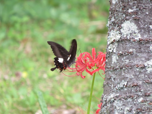 石舞台古墳 - 国営飛鳥歴史公園の写真3