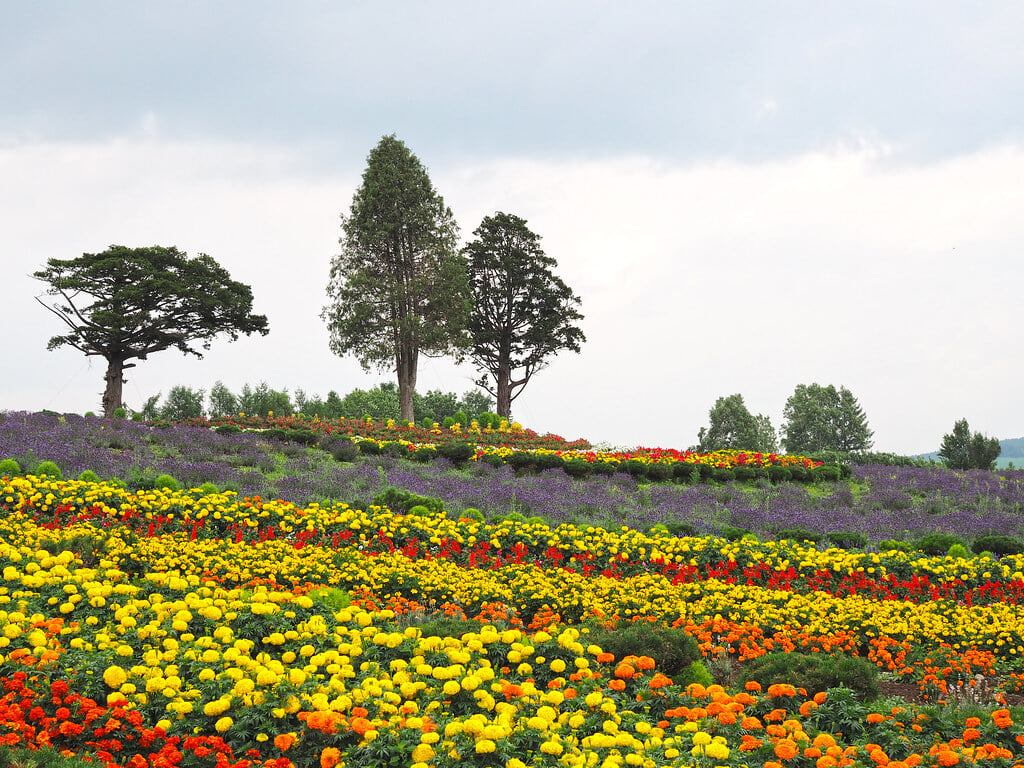 ぜるぶの丘の写真1