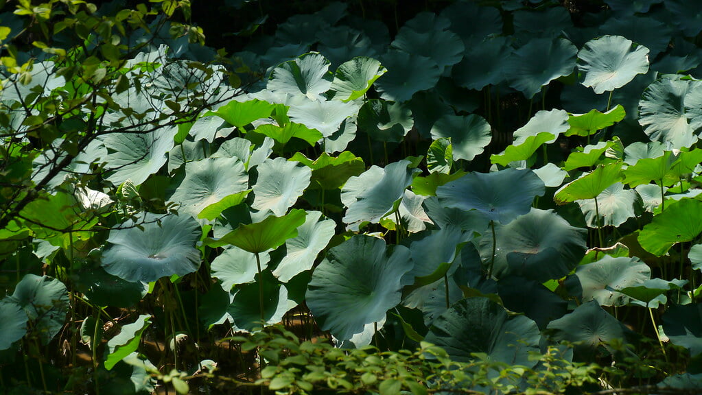 毛越寺の写真10
