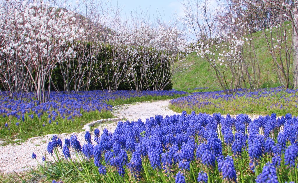 深山イギリス庭園の写真3