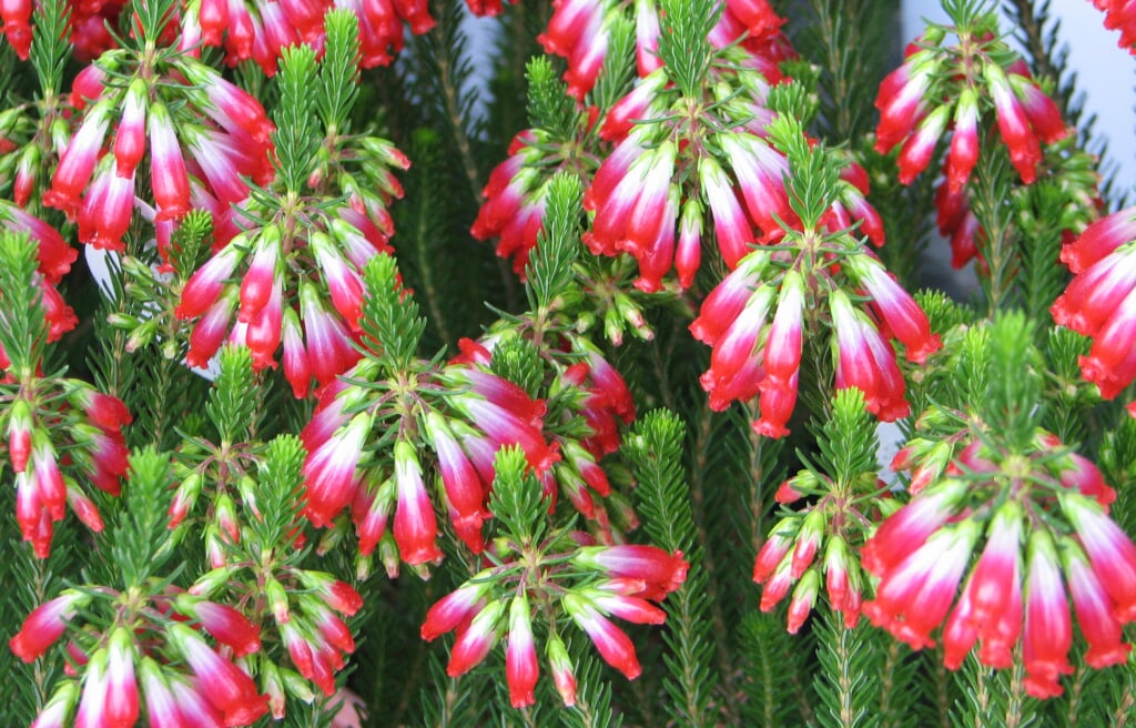 深山イギリス庭園の写真4