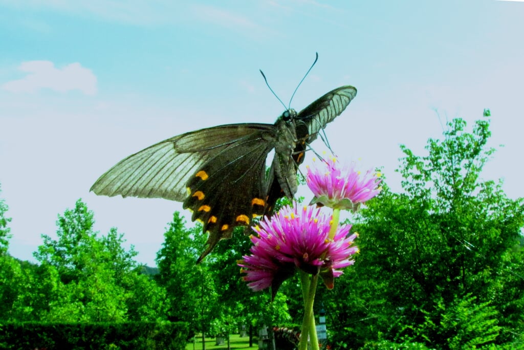 深山イギリス庭園の写真5