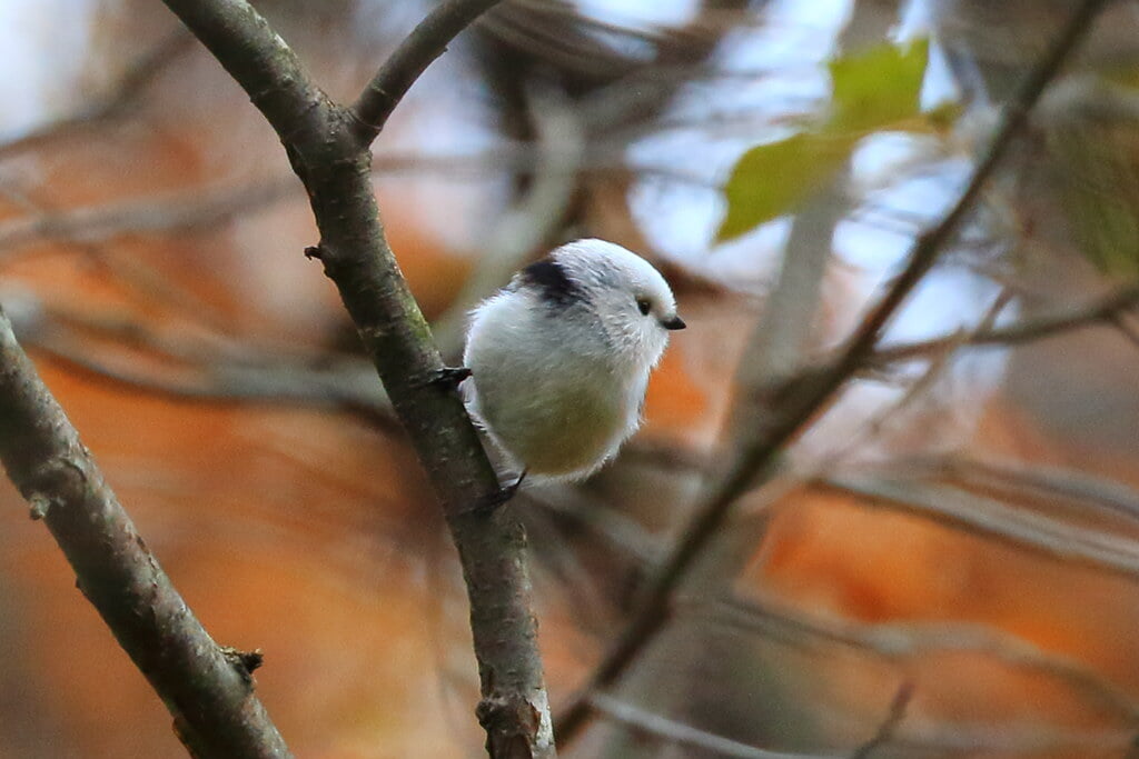 春光台公園の写真1