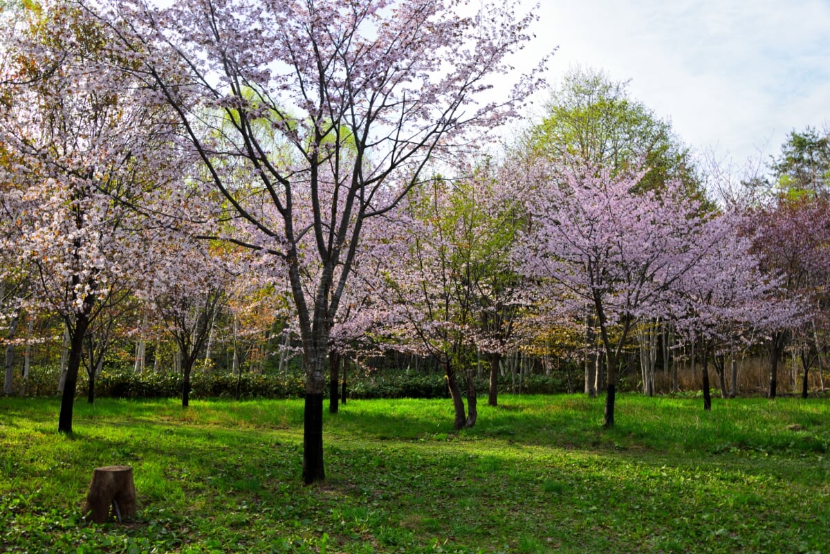 長橋なえぼ公園の写真2