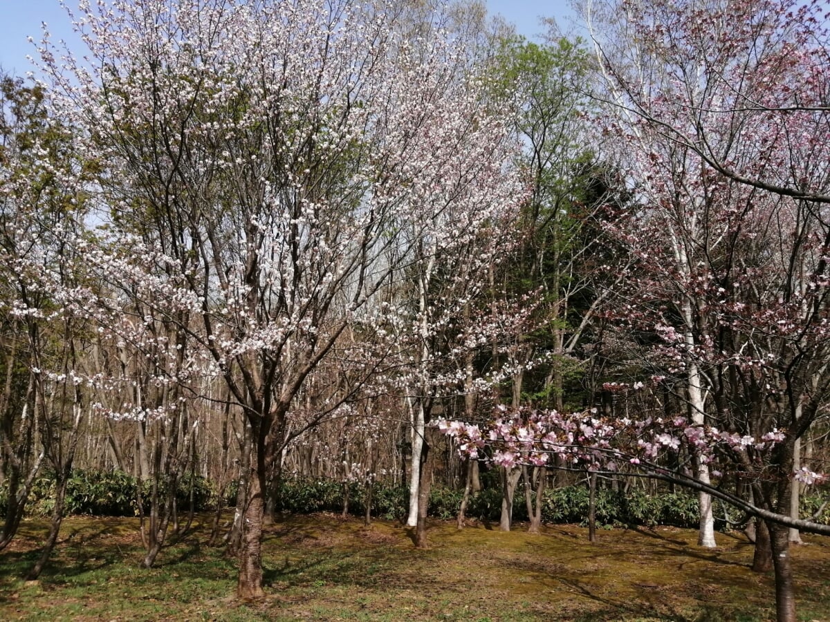 長橋なえぼ公園の写真3