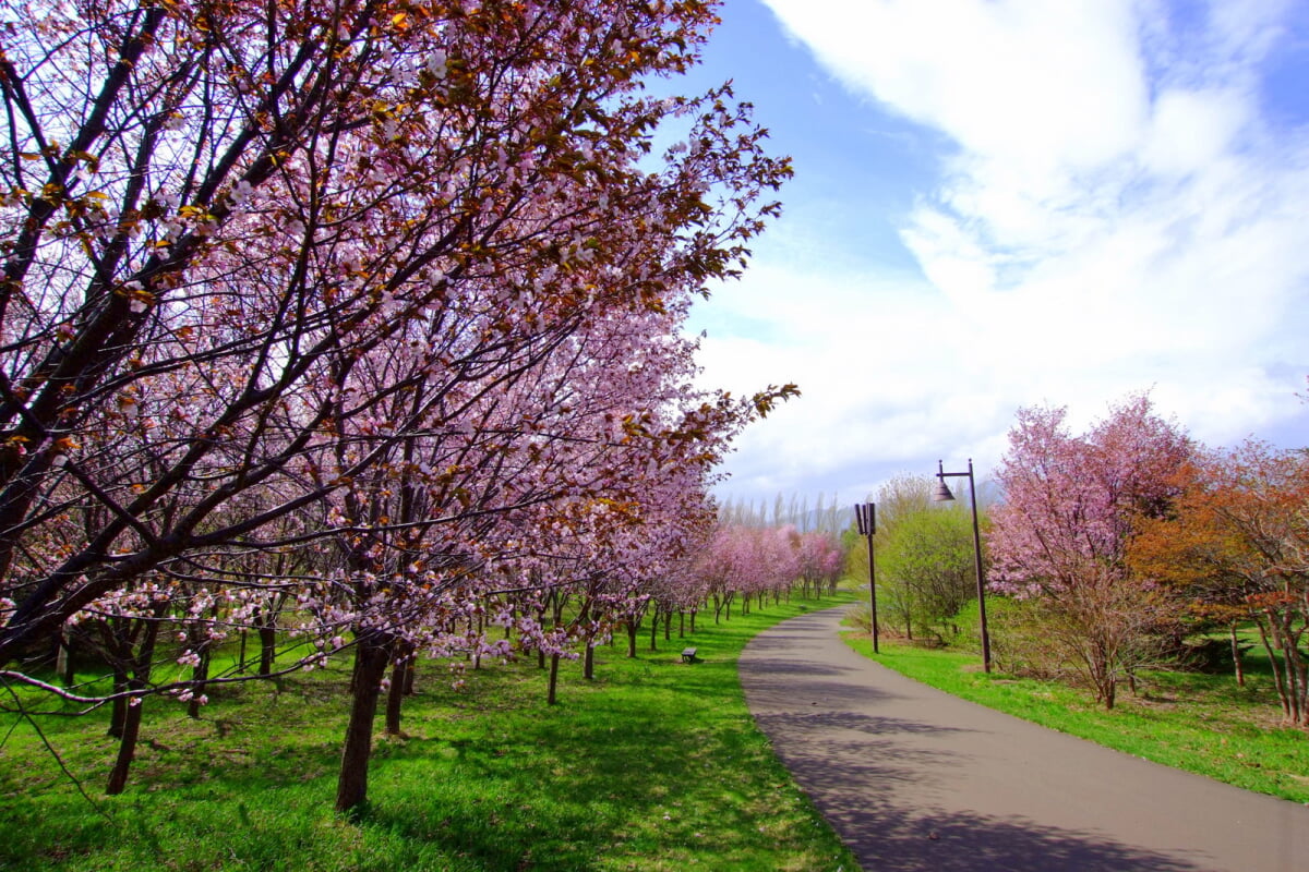 前田公園の写真1