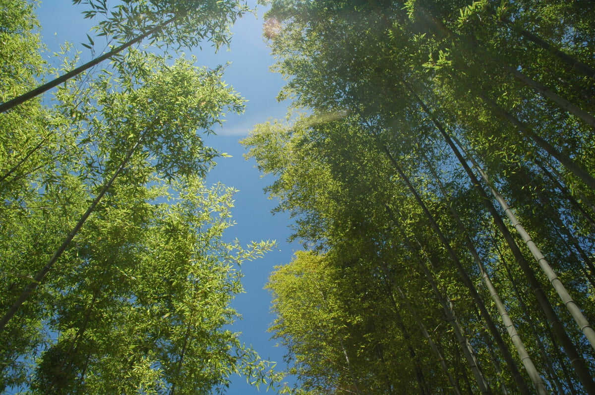 高山竹林園の写真2