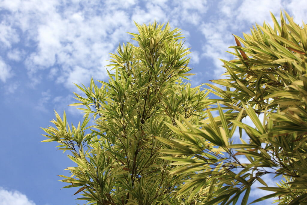 千葉県立大多喜県民の森の写真2