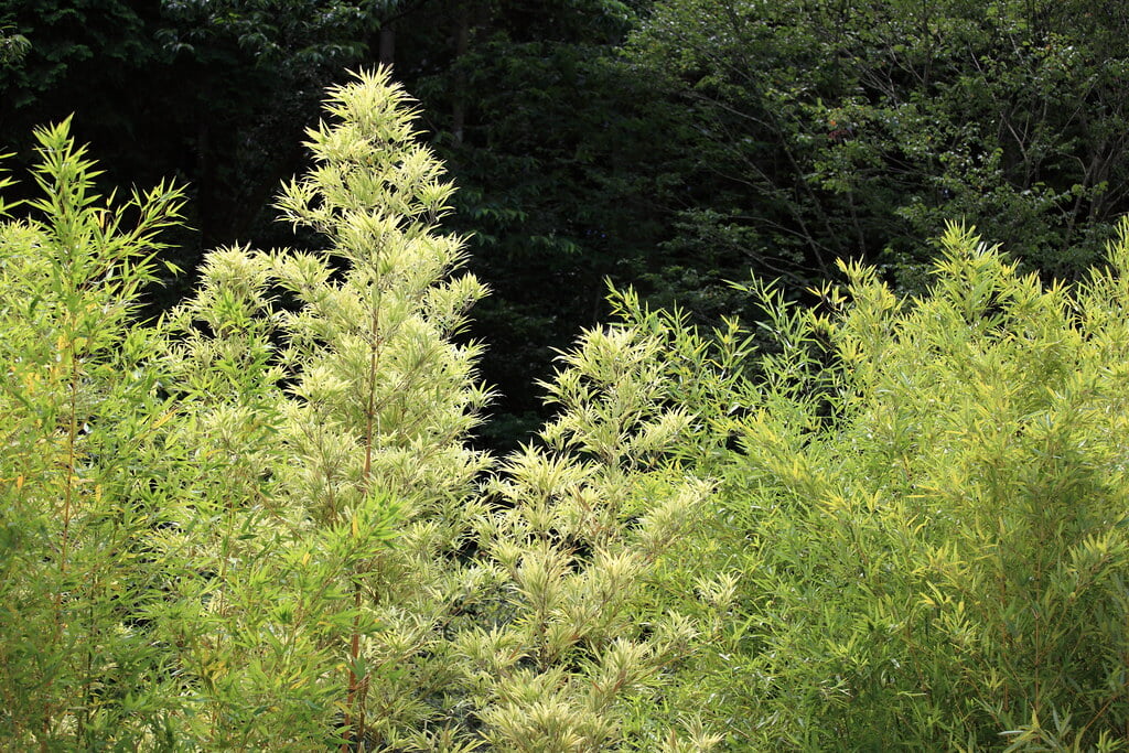 千葉県立大多喜県民の森の写真5