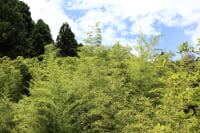 千葉県立大多喜県民の森