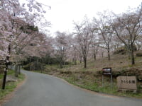 苗木さくら公園