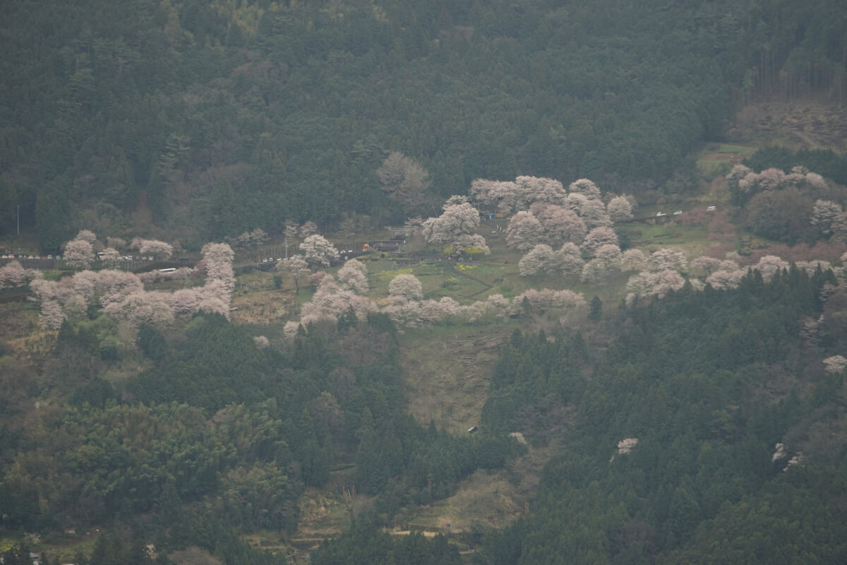 ひょうたん桜公園の写真2