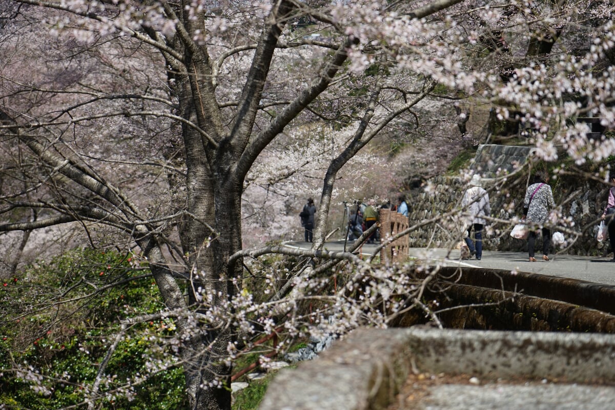 ひょうたん桜公園の写真3