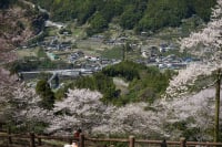 ひょうたん桜公園