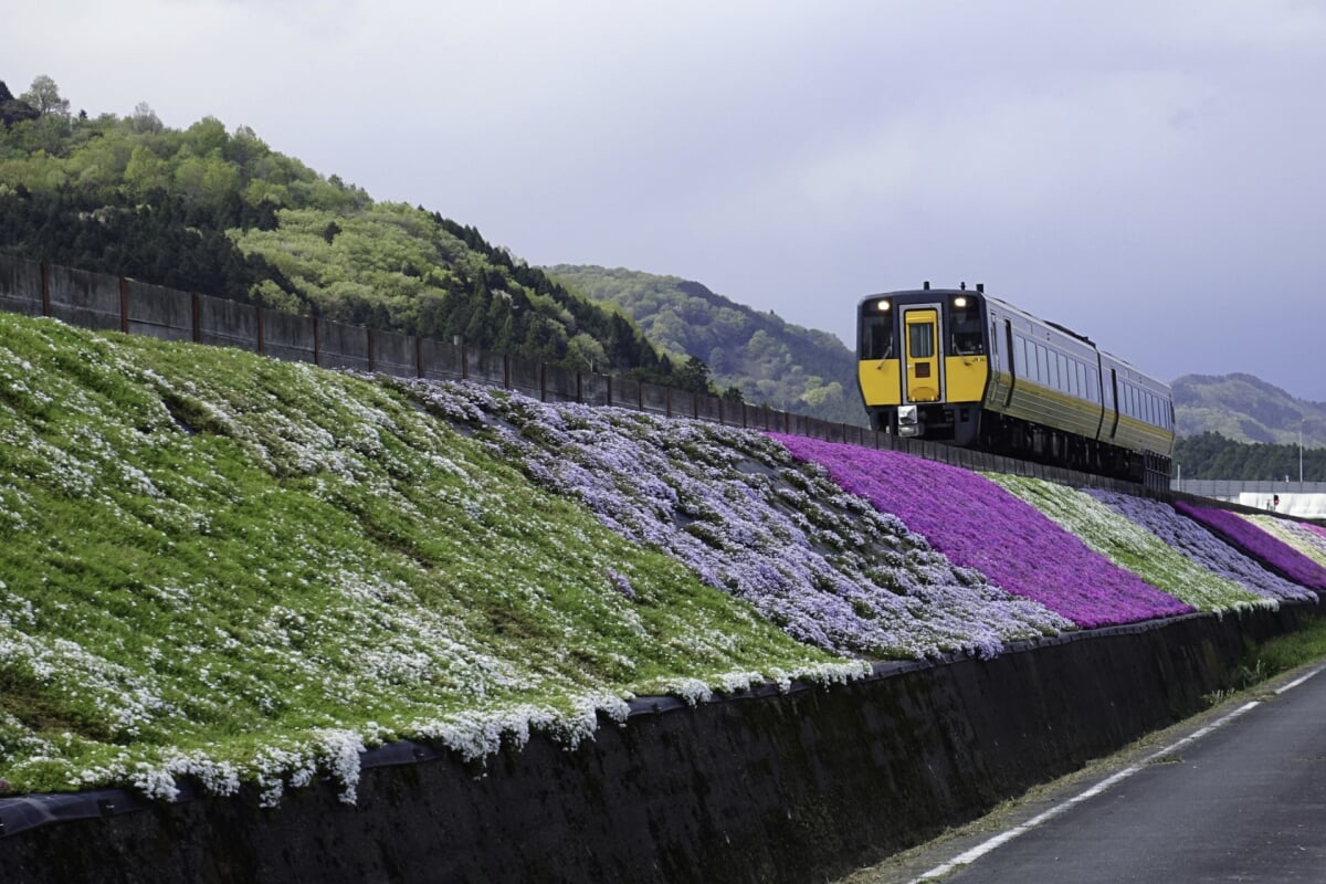 智頭桜土手の写真3