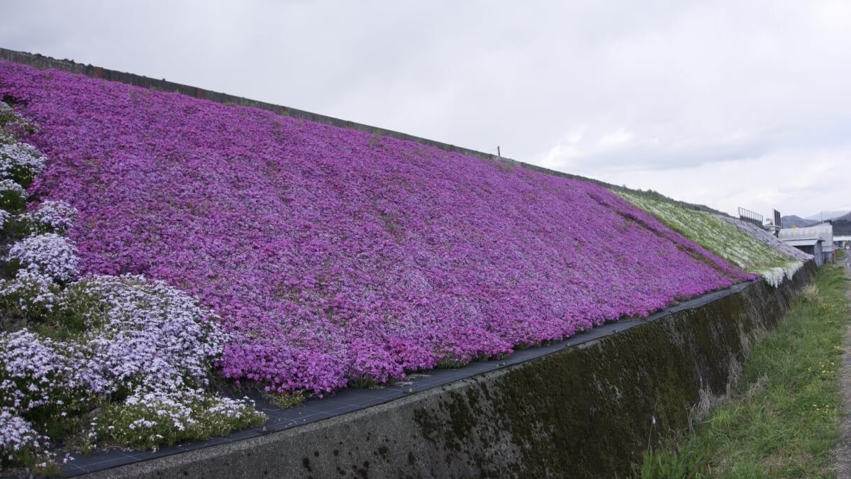 智頭桜土手の写真1
