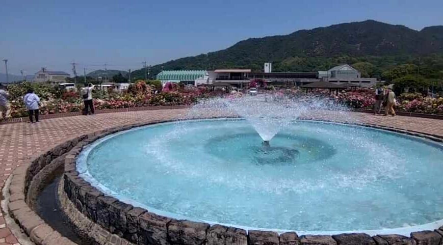 よしうみバラ公園の写真2