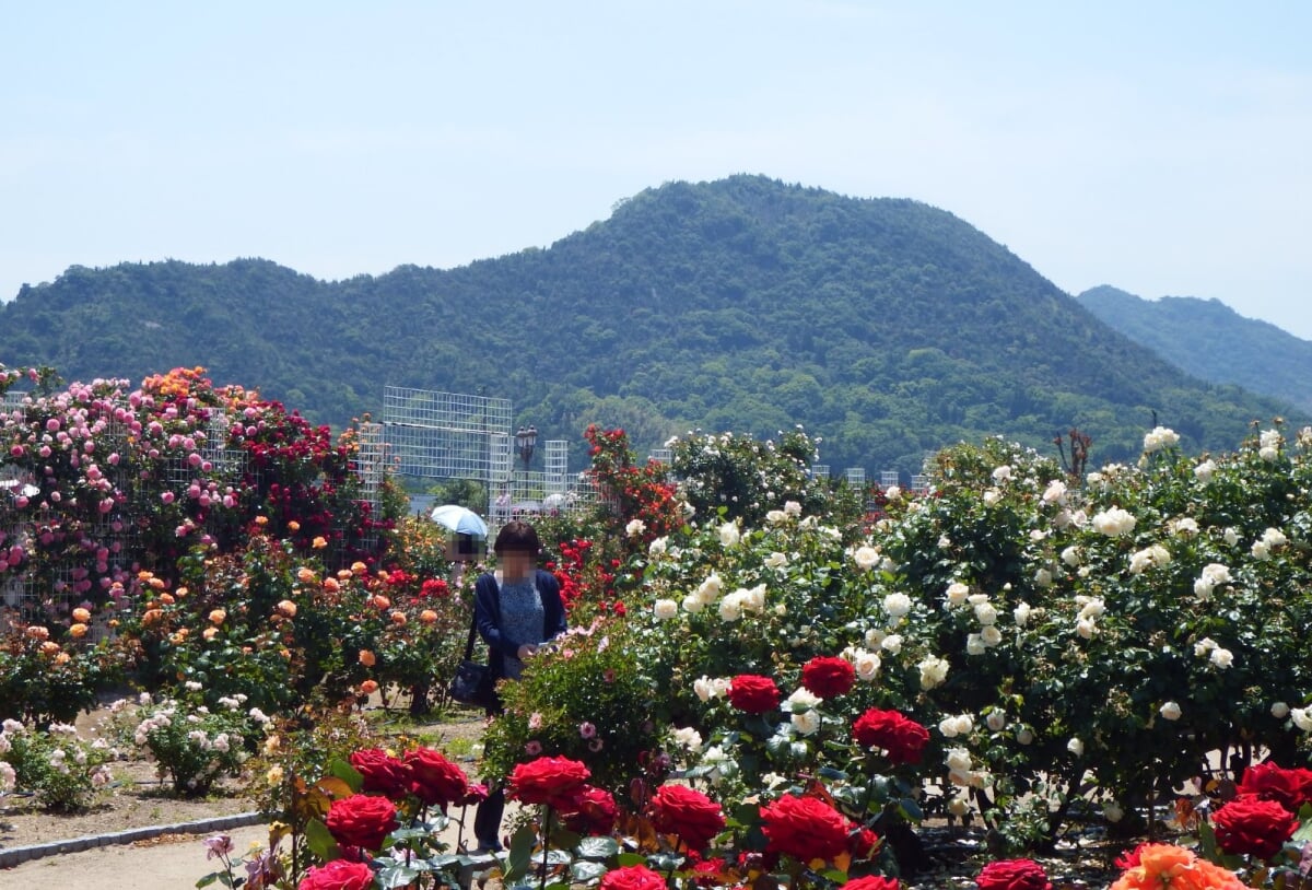 よしうみバラ公園の写真3