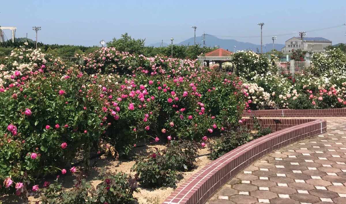 よしうみバラ公園の写真4