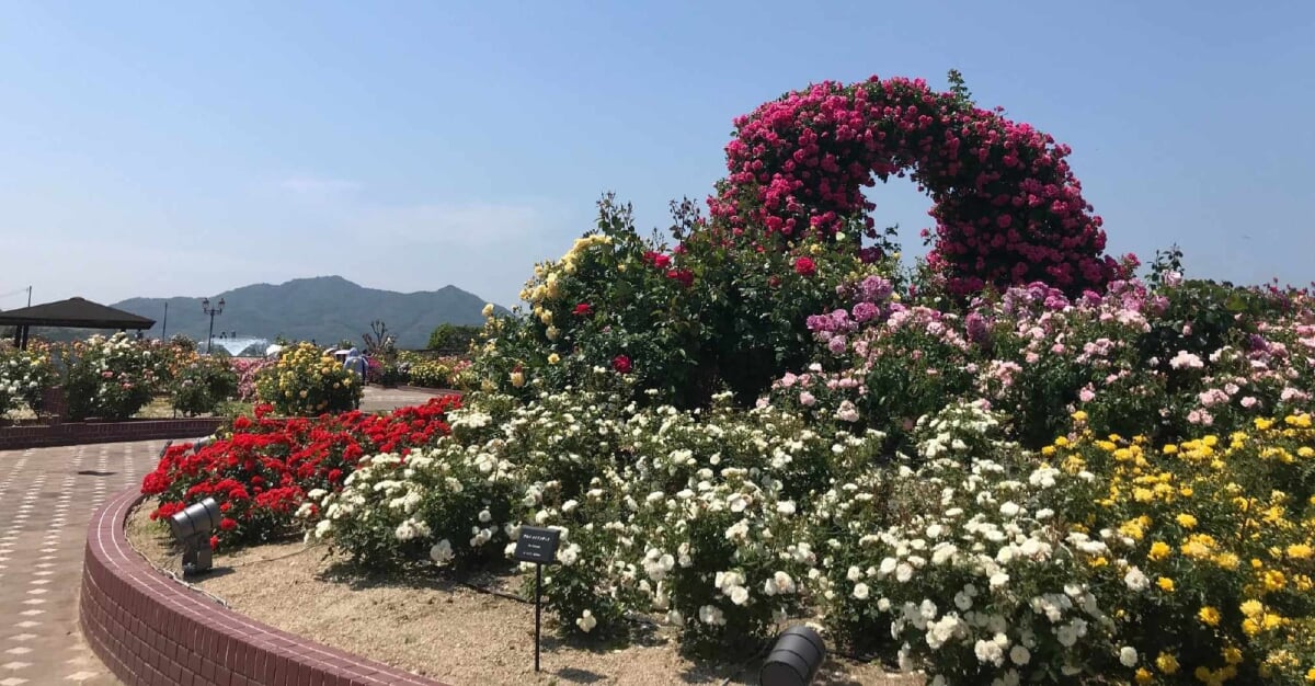 よしうみバラ公園の写真5