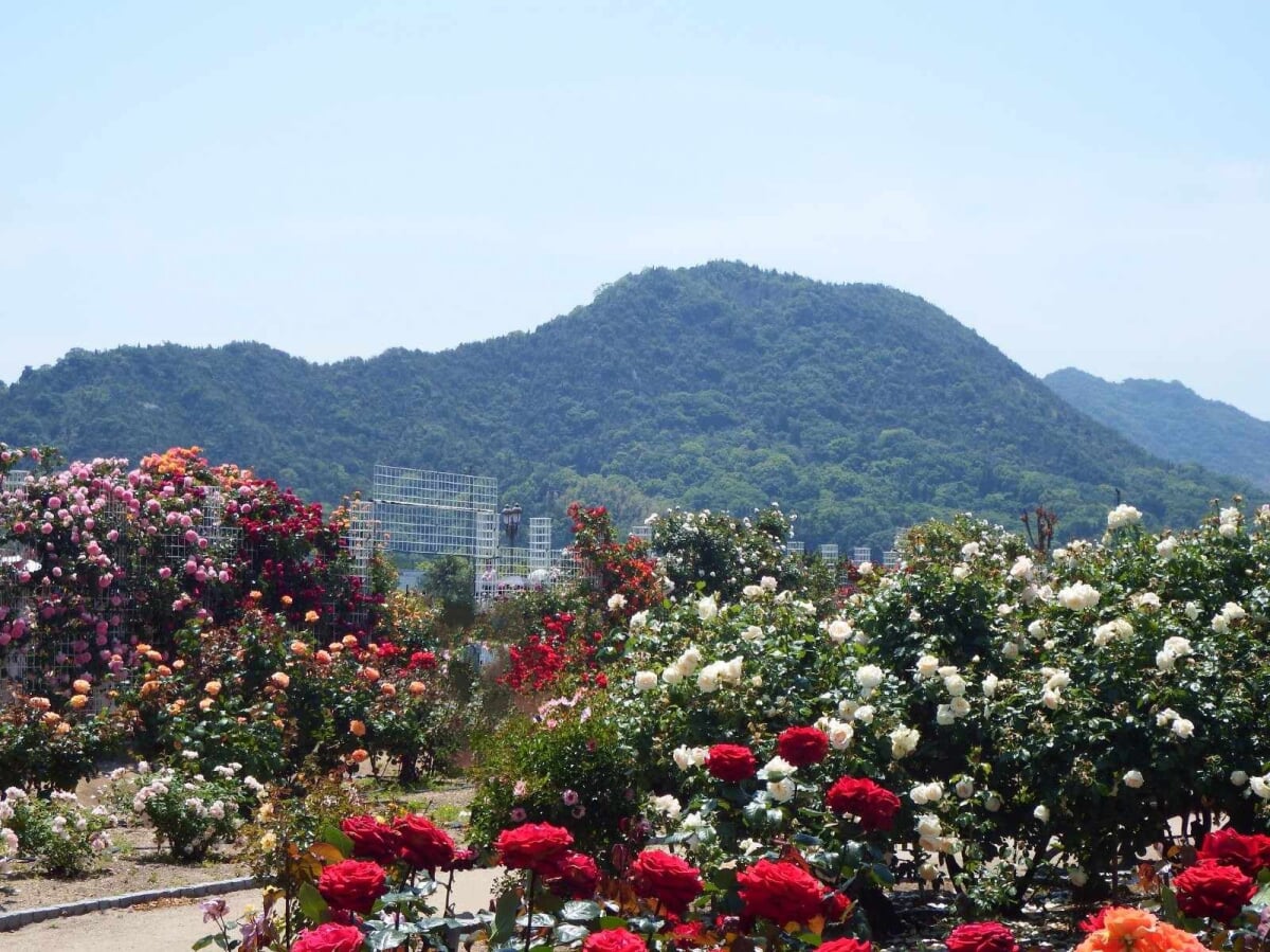 よしうみバラ公園の写真6