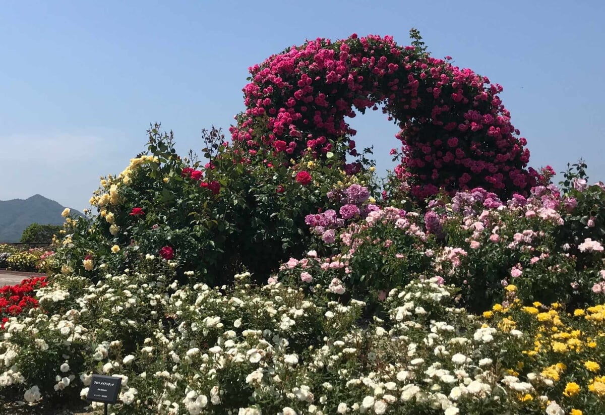 よしうみバラ公園の写真1