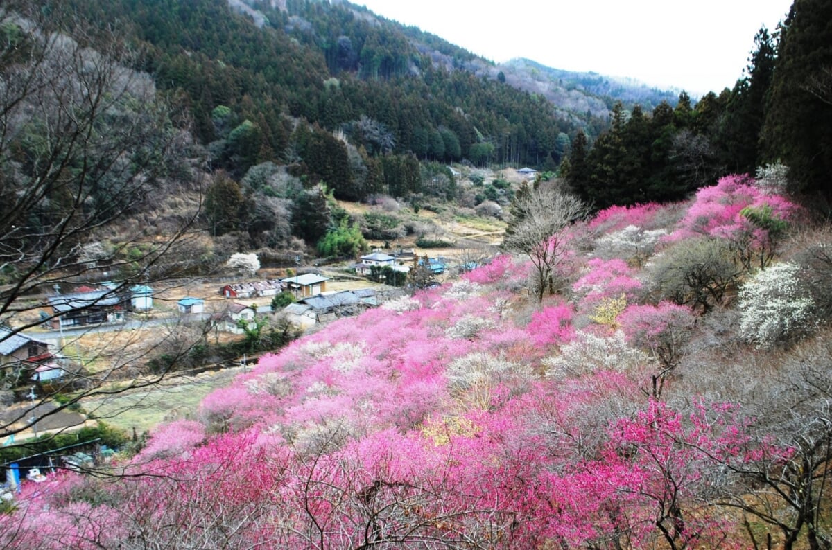 虻田福寿草の里の写真2