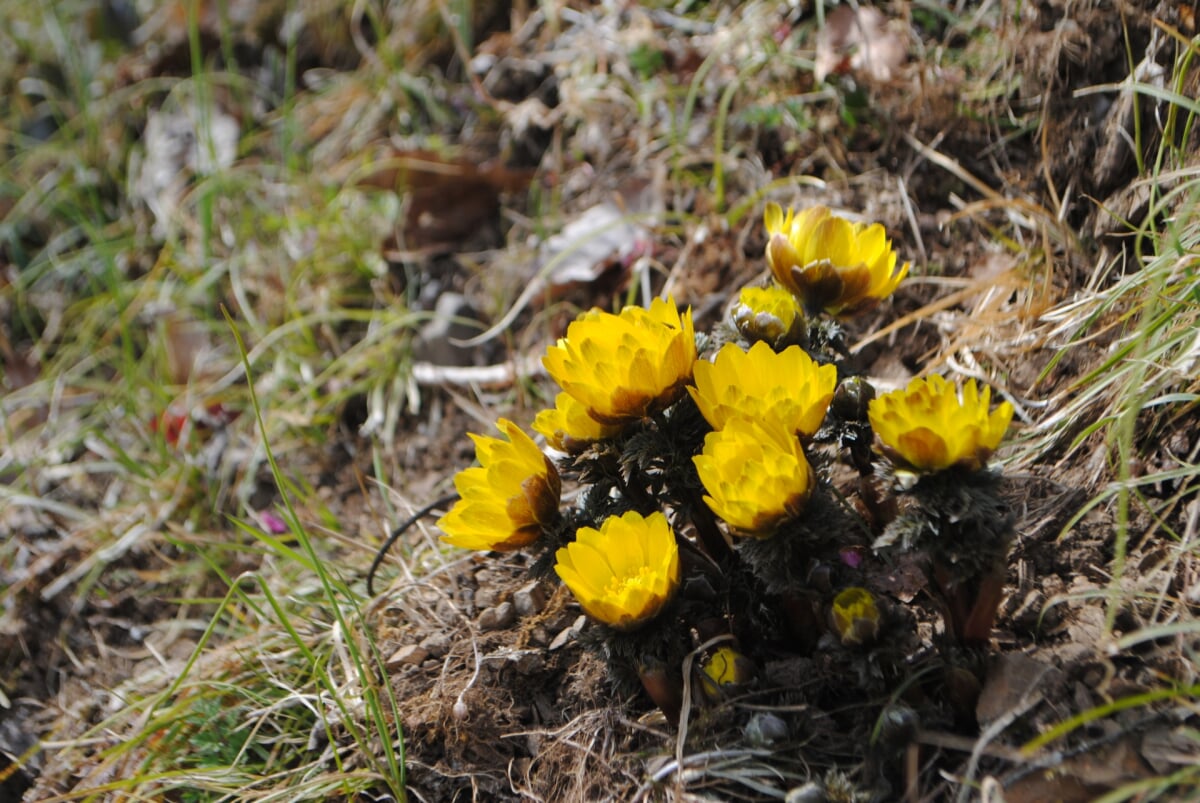 虻田福寿草の里の写真3